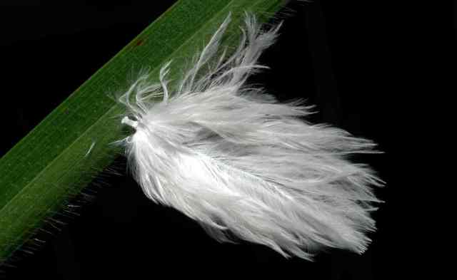 Feather_K0670